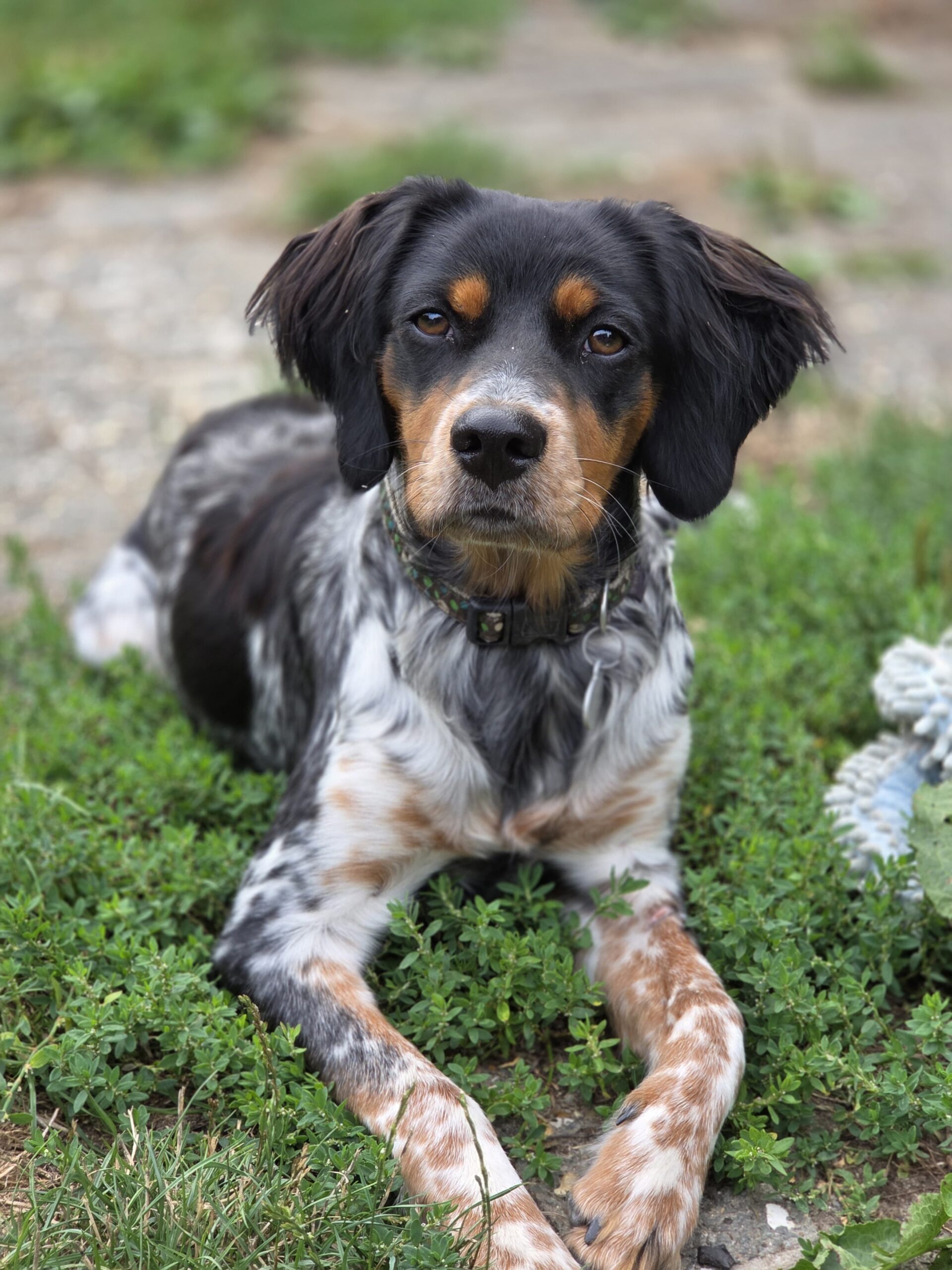jeune épagneul breton