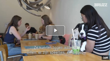 Article et vidéo de Bruzz du 1er septembre 2025 (en néerlandais)